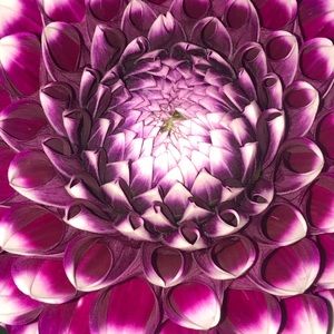 Meet your Posher, Allie